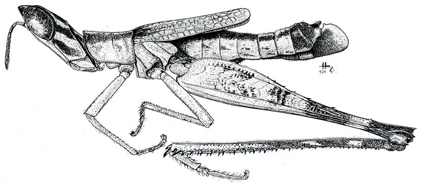 Prionacantha picta Henry, 1940: Fig. 27. male habitus. (Otu).