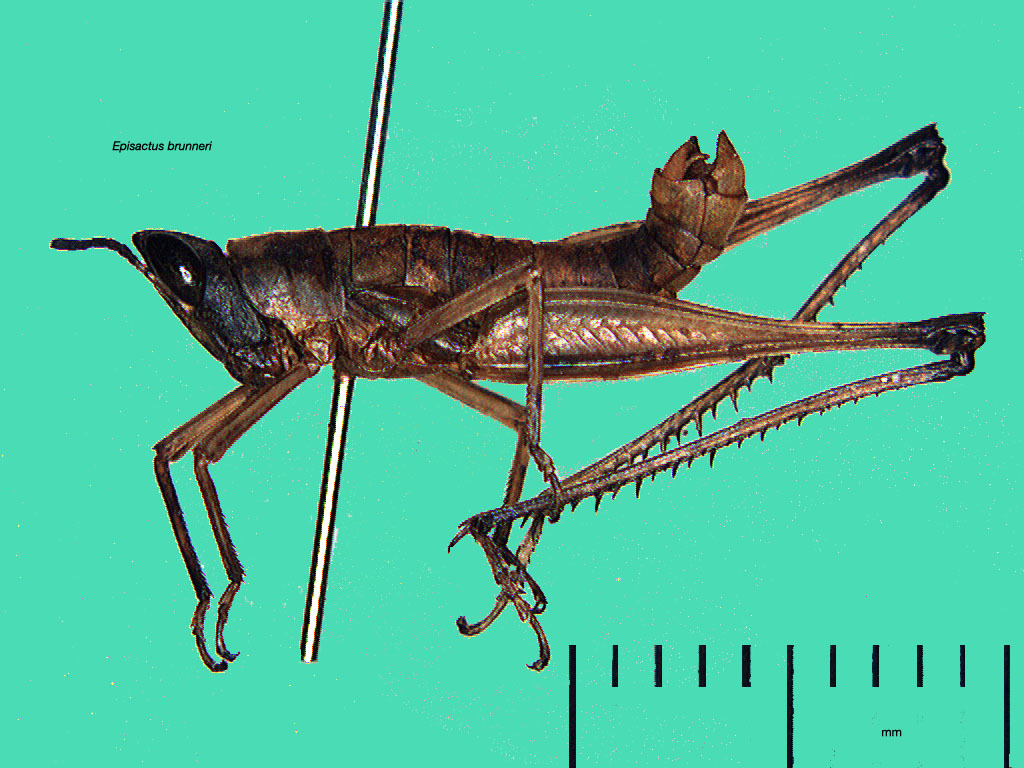 Episactus brunneri Burr, 1899: male, lateral view (Guatemala, USNM). (Otu).