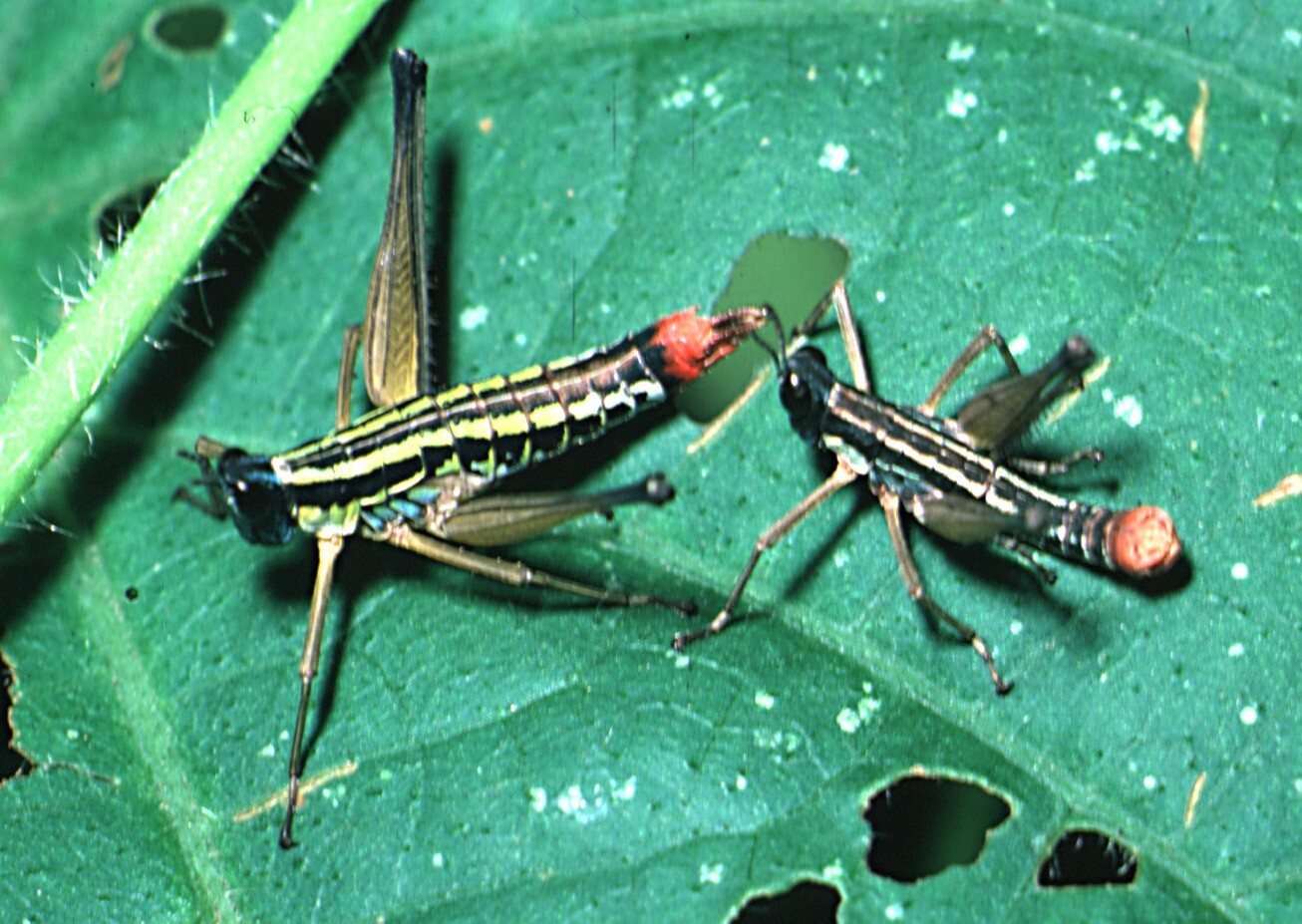 Episactus tristani Rehn & Rehn, 1934: courting pair (Costa Rica). (Otu).