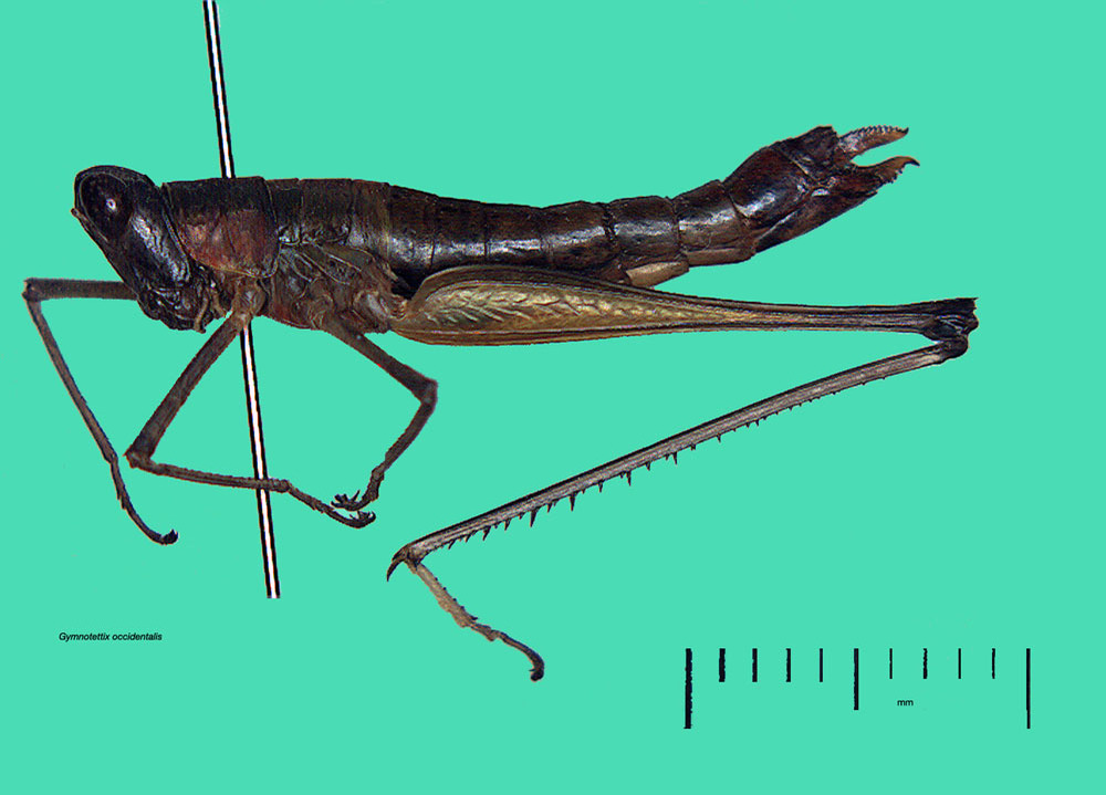 Gymnotettix occidentalis Bruner, 1901: from Guatemala, ex USNM. female, lateral view. (Otu).