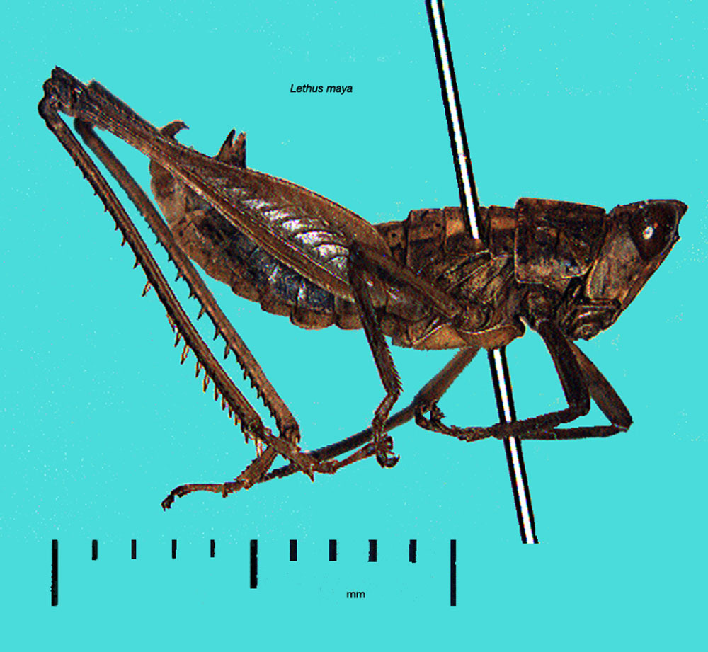 Lethus maya maya Rehn & Rehn, 1934: male, lateral view (from Nicaragua, USNM). (Otu).