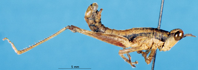 CollectionObject 1567076; 570eb6a5-e1db-404c-be10-3e9ccb7b359a: male, lateral view (paratype). (CollectionObject).