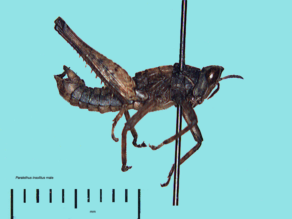 CollectionObject 1525140; ad2323ad-f5dc-4c6e-998c-2e959082e76a, ANSP UCR Ent 71241: male, lateral view (holotype). (CollectionObject).;Paralethus insolitus Rowell & Perez-Gelabert, 2006: focus on thorax. male, lateral view (paratype). (Otu).