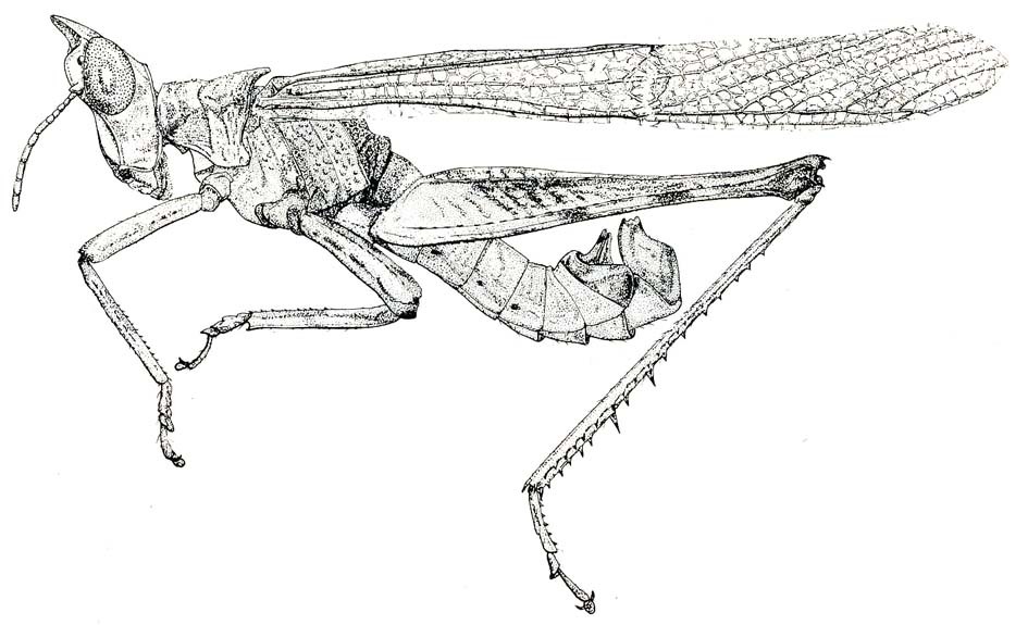 Espagnola darlingtoni Rehn & Rehn, 1939: Fig. 34. male habitus. (Otu).