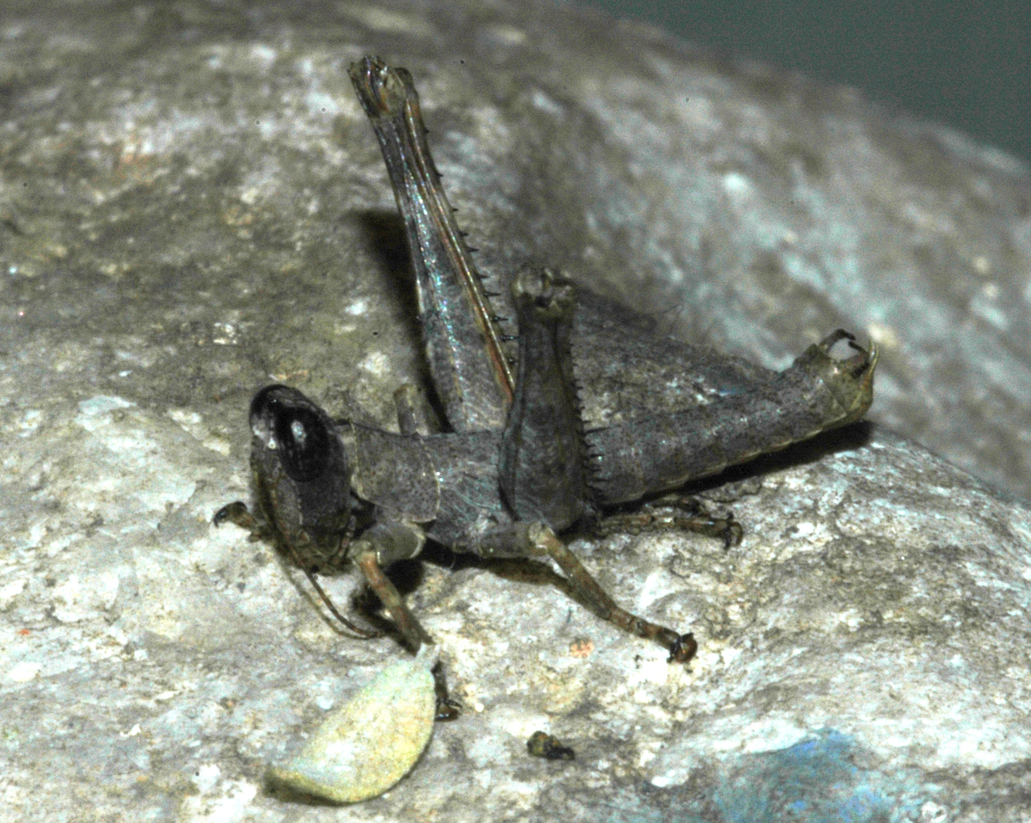 Teicophrys inopinata Rehn & Rehn, 1939: male. (Otu).