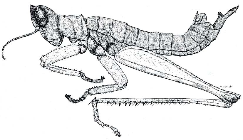 Teicophrys strigilecula Rehn & Rehn, 1939: Fig. 32. male habitus. (Otu).