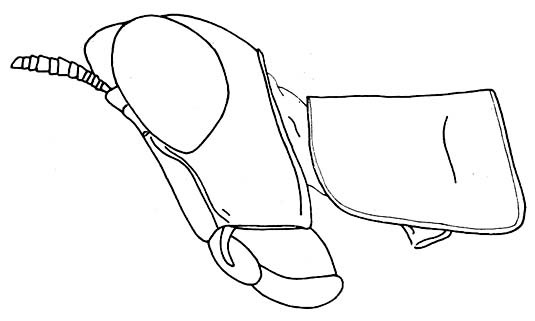 Apteroschmidtia popovi Descamps, 1973: Fig. 62. female head and pronotum, lateral view. (Otu).