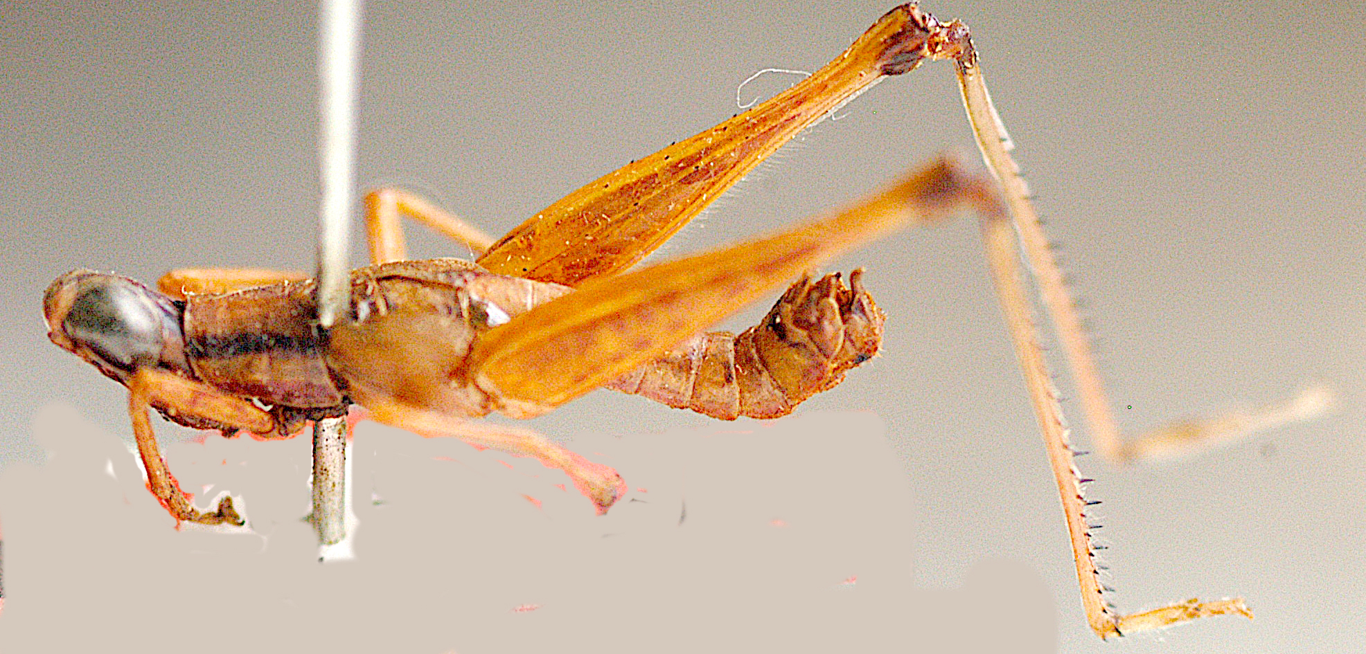 Caenoschmidtia vittata Descamps, 1973: male, lateral view. (Otu).