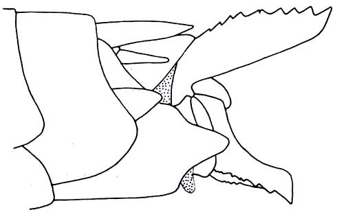 Kwalea luteovittata Descamps, 1973: Fig. 67. female abdomen tip, lateral view. (Otu).
