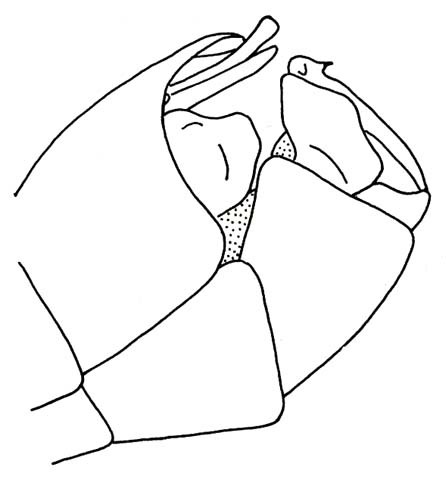 Mastachopardia digitata Descamps, 1973: Fig. 455. male abdomen tip, lateral view. (Otu).