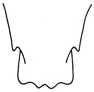 Mastachopardia dubiosa Descamps, 1967: Fig. 31. rear end of female subgenital plate, ventral view. (Otu).