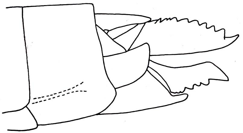 Mastachopardia whellani Descamps, 1973: Fig. 37. female abdomen tip, lateral view. (Otu).