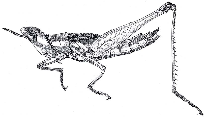 Mastachopardia zougueana Descamps, 1964: Fig. 47. female habitus. (Otu).