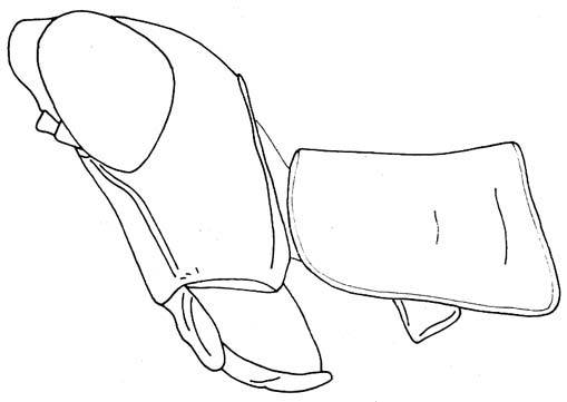 Microschmidtia uala Descamps, 1973: Fig. 64. female head and pronotum, lateral view. (Otu).