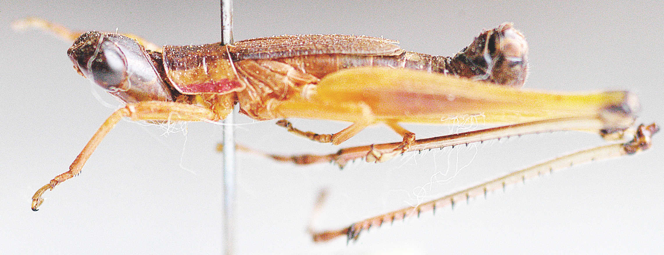 Paraschmidtia burri (Uvarov, 1953): male, lateral view. (Otu).