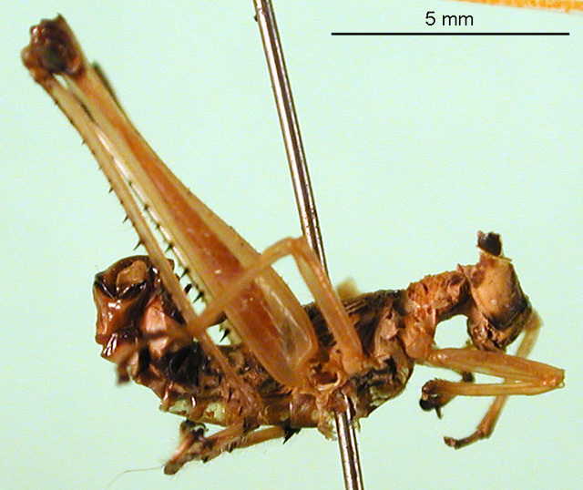 CollectionObject 1500940; 69f6849f-e85f-440d-a0e4-cb86f298eda8: male, lateral view (holotype). (CollectionObject).