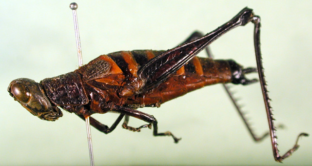 CollectionObject 1500947; 14cb444e-7749-4e5f-9c4d-b6f31e264df8, DORSA BA000327S01: female, lateral view (holotype). (CollectionObject).