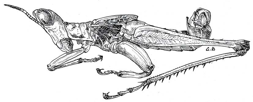 Carcinomastax portentosa Rehn & Rehn, 1945: Fig. 48. male habitus. (Otu).