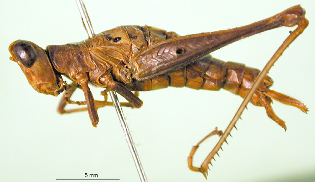 CollectionObject 1500943; d5ef4de3-c5de-4fa0-b6ed-6fe54322a877: female, lateral view (holotype). (CollectionObject).