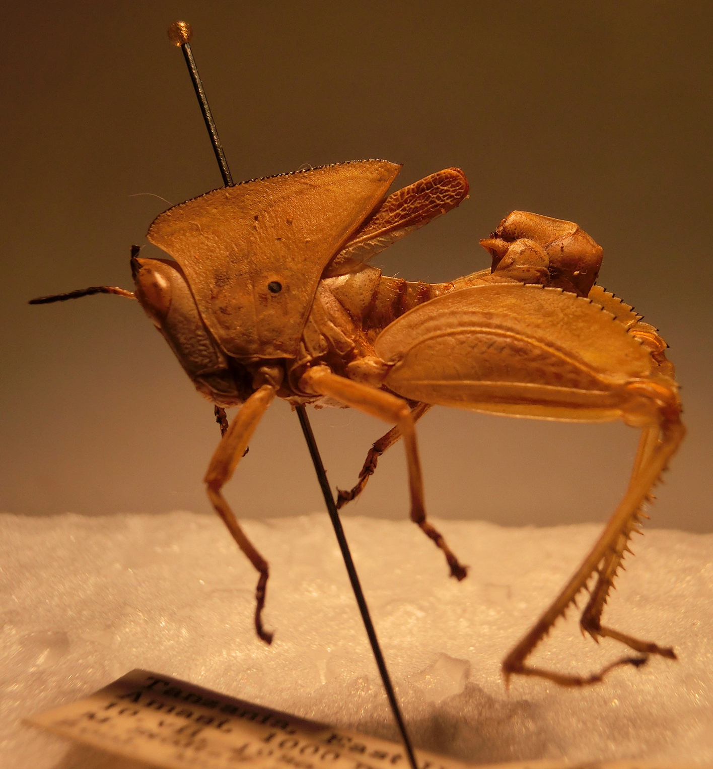 Plagiotriptus carli (Bolívar, 1914): male, lateral view (Tanzania, Amani). (Otu).