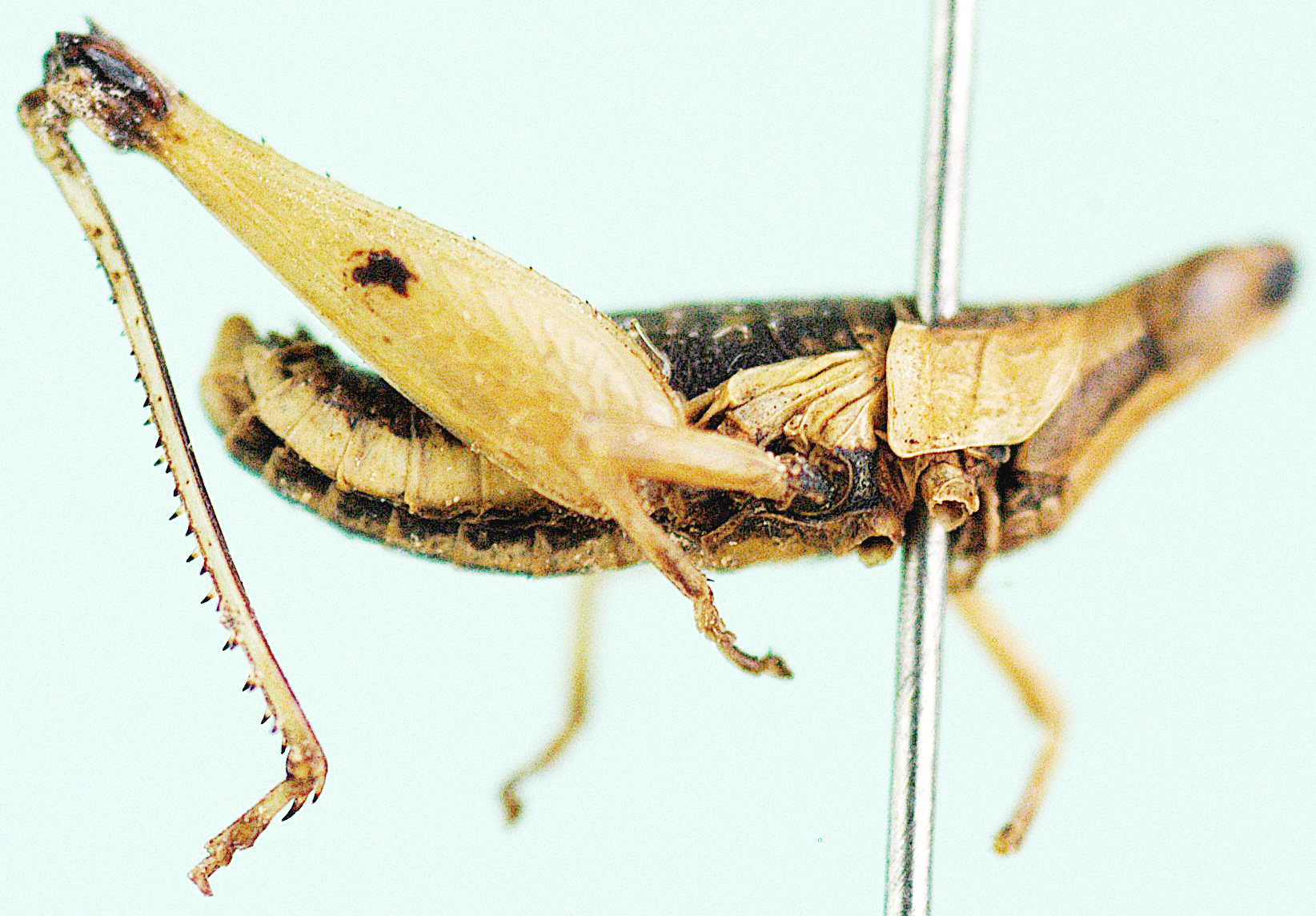 Stenothericles porcellus (Miller, 1936): male, lateral view. (Otu).