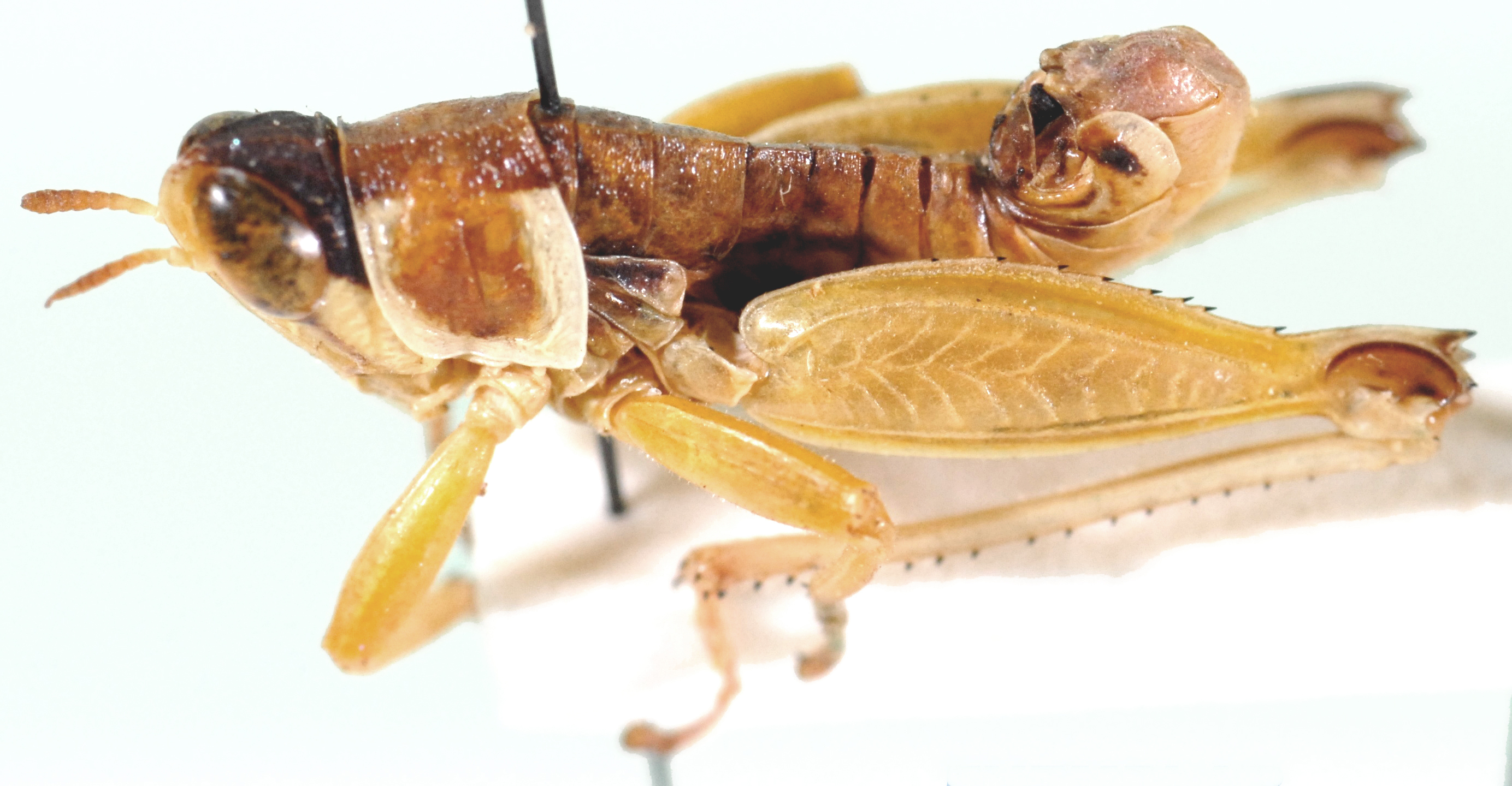 Lophothericles armatus Descamps, 1977: male, lateral view. (Otu).