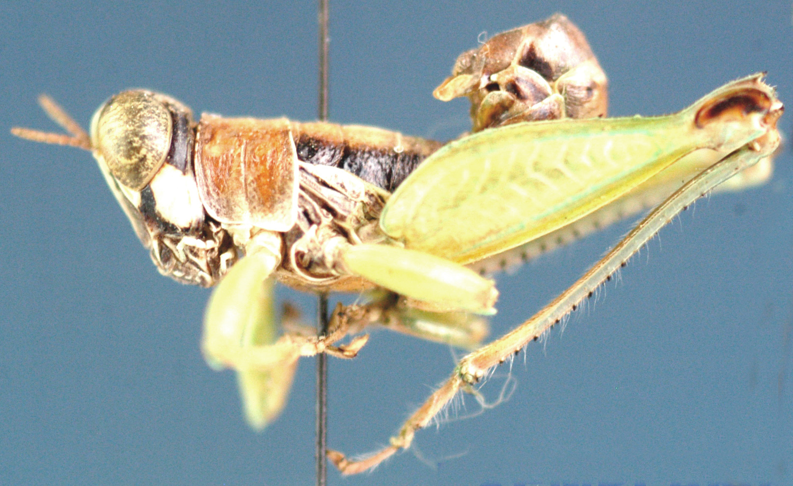 Lophothericles browni (Dirsh, 1964): male, lateral view. (Otu).