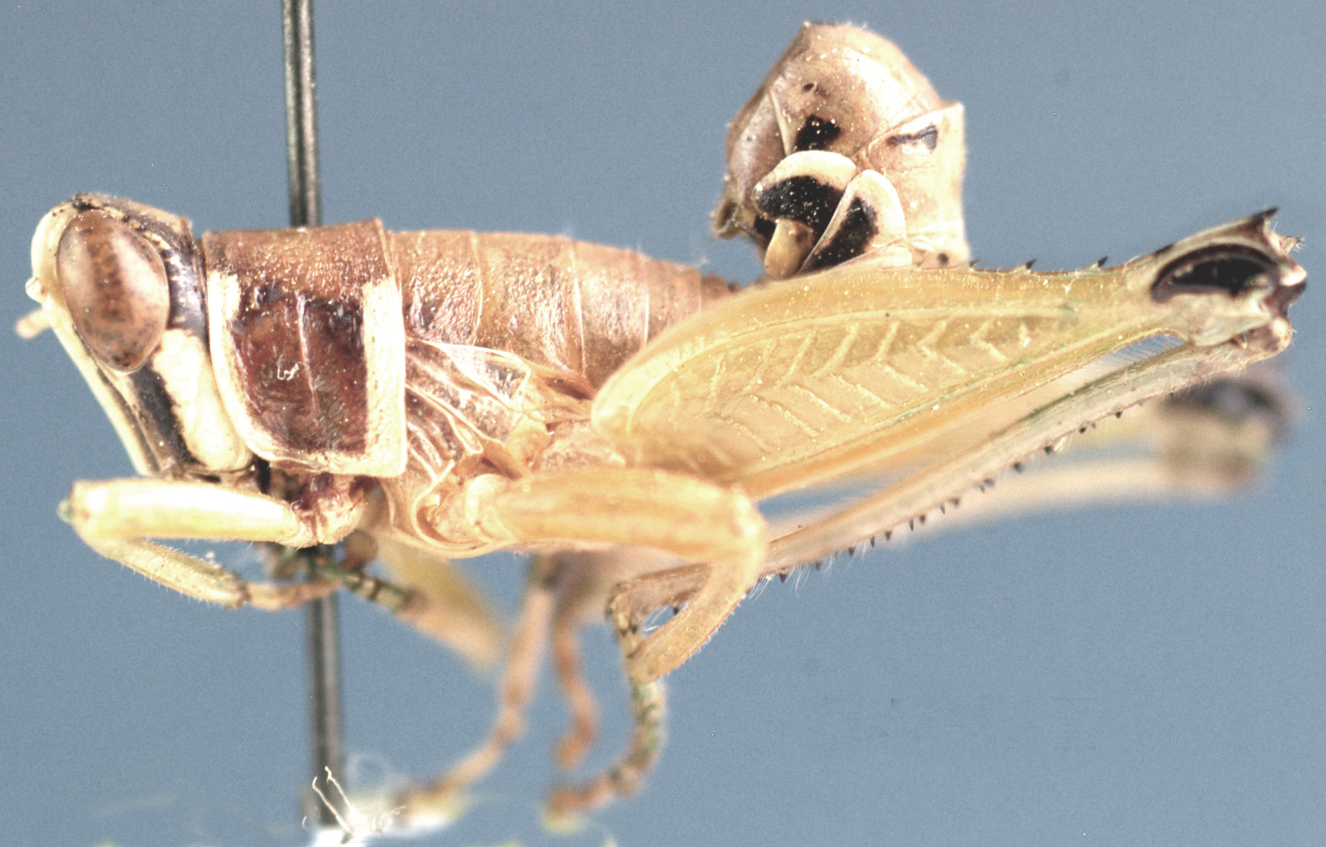Lophothericles burri Descamps, 1977: male, lateral view. (Otu).