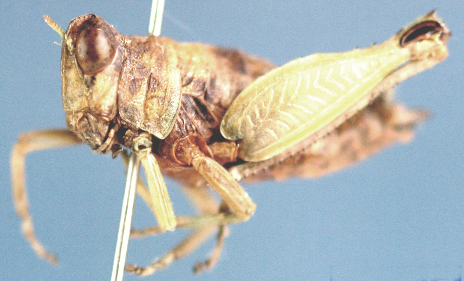Lophothericles carinifrons (Karsch, 1889): female, lateral view. (Otu).