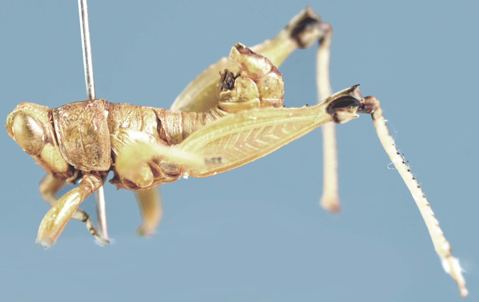 Lophothericles dirshi Descamps, 1977: male, lateral view. (Otu).
