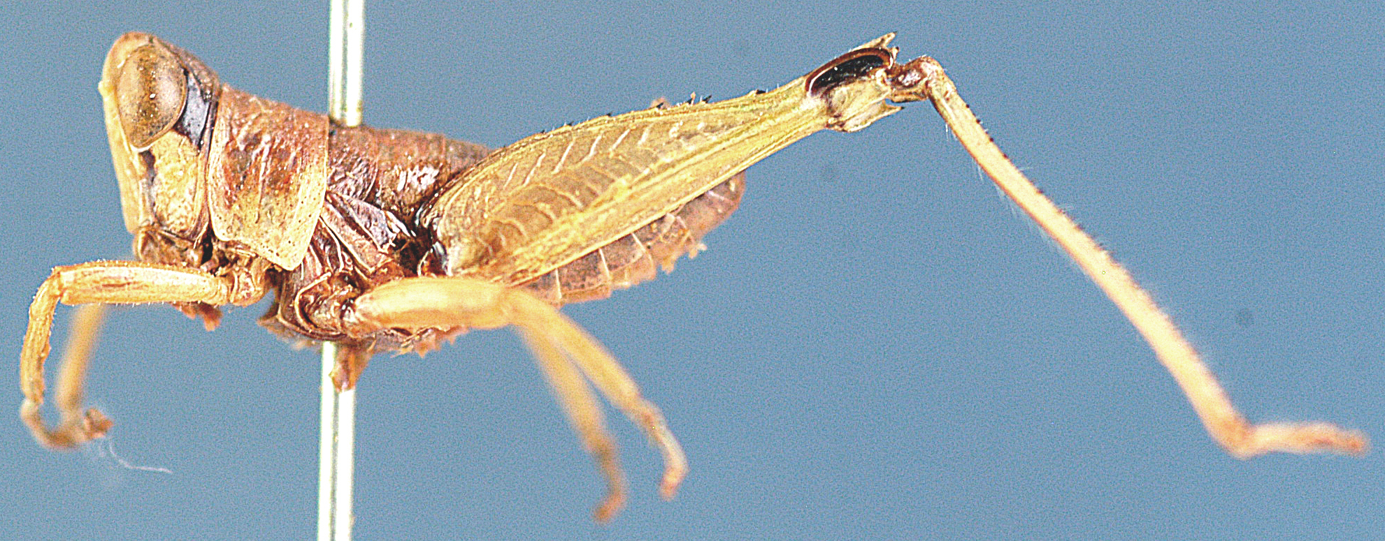 Lophothericles disparilis (Bolívar, 1914): lateral view. (Otu).