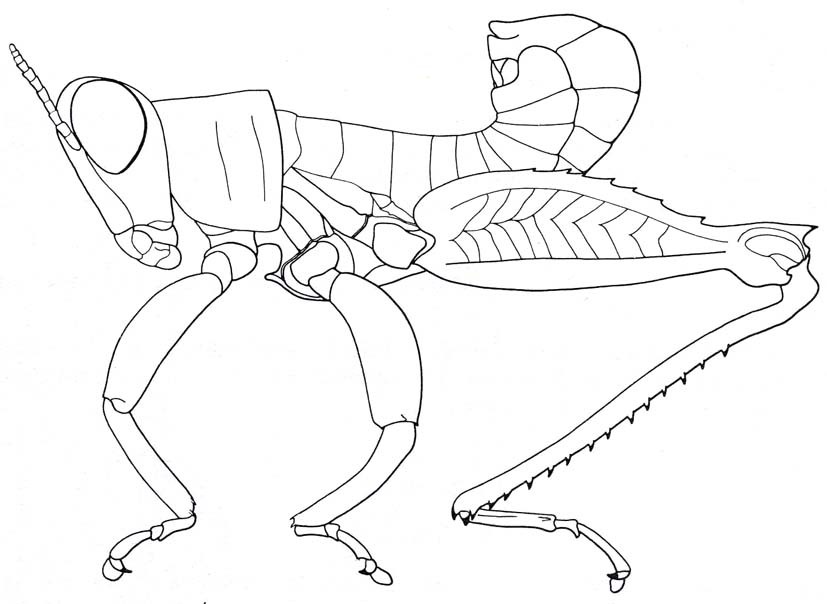 Lophothericles euchore (Bolívar, 1914): Fig. 1.5. male habitus. (Otu).