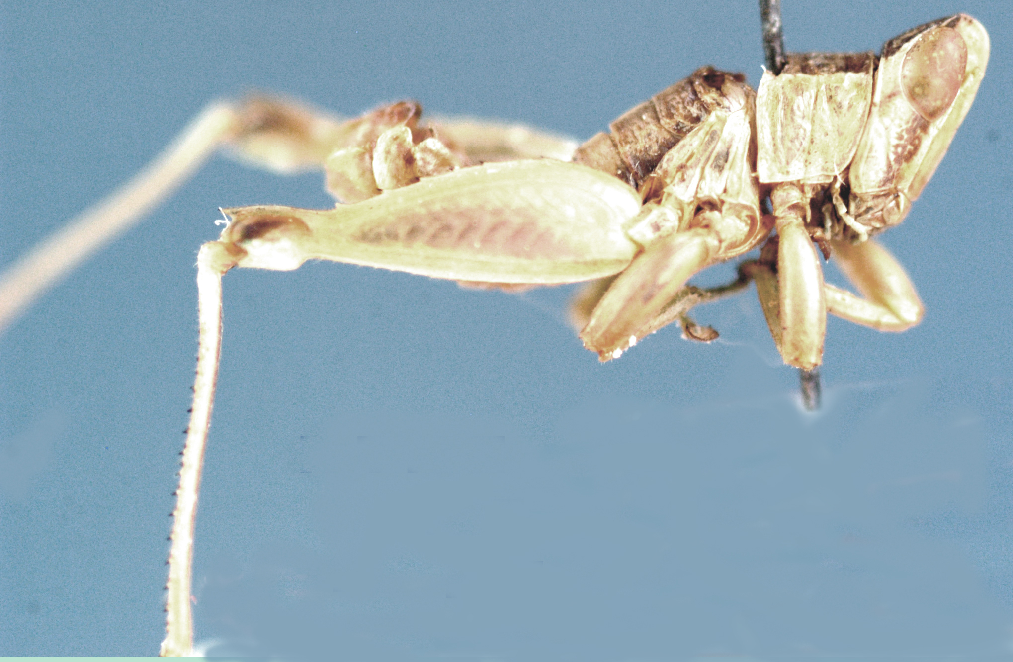 Lophothericles faurei Descamps, 1977: male, lateral view. (Otu).