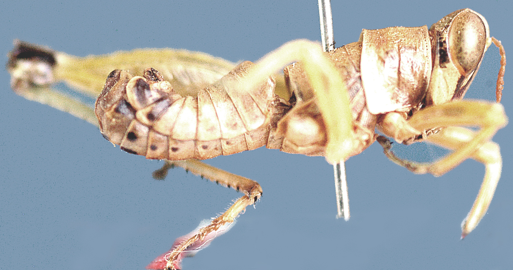 Lophothericles ferreirai Descamps, 1977: lateral view. (Otu).