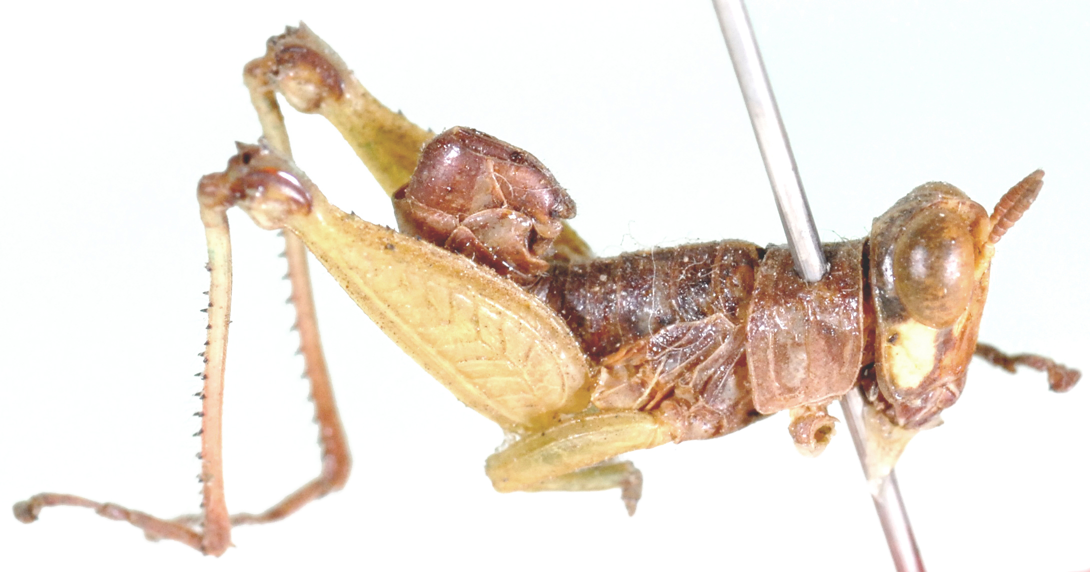 Lophothericles flavifrons Descamps, 1977: male, lateral view. (Otu).