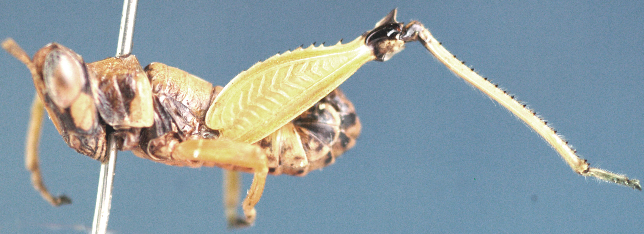 Lophothericles forceps Descamps, 1977: male, lateral view. (Otu).