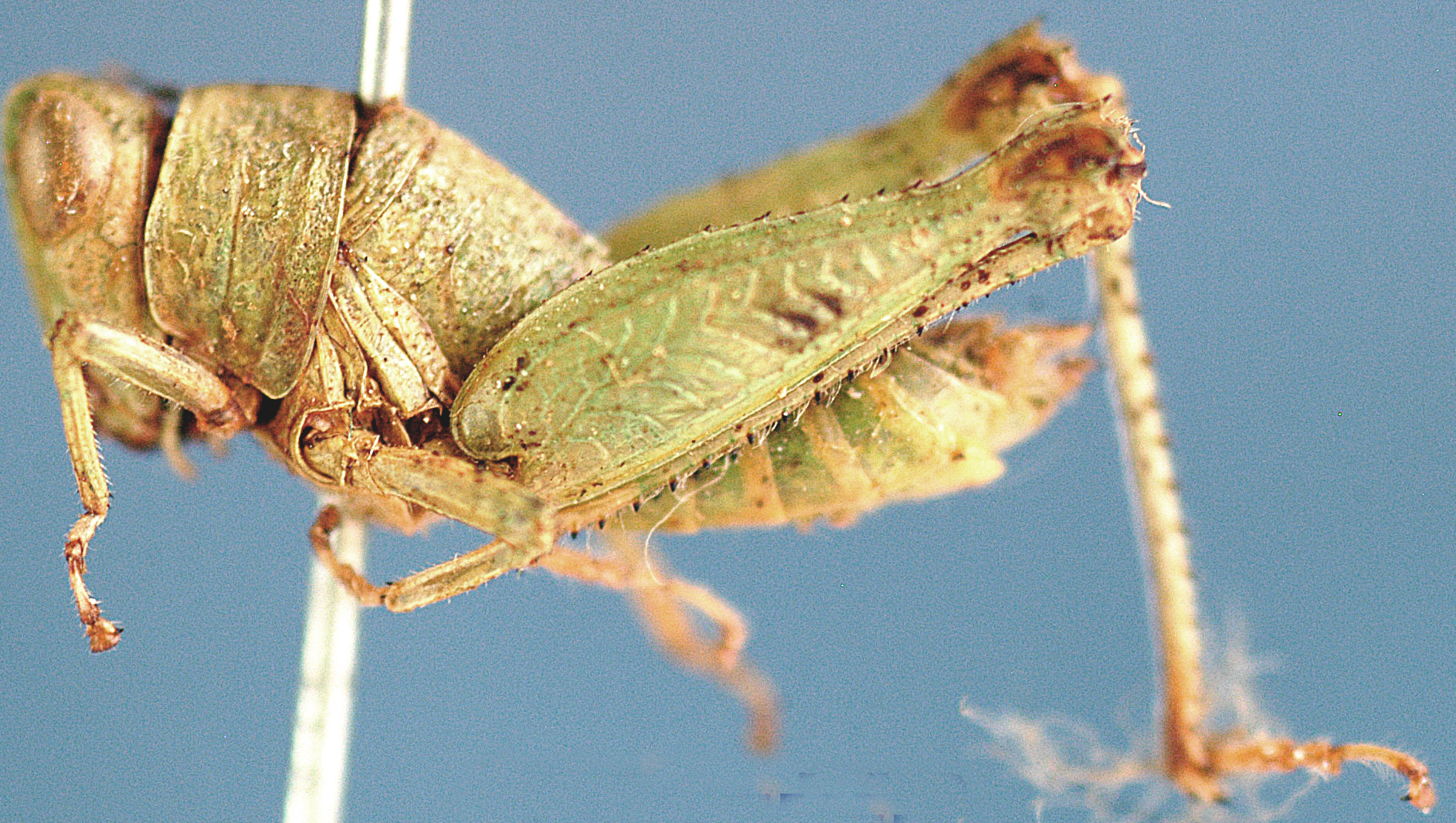 Lophothericles fuscus (Karny, 1910): female, lateral view. (Otu).