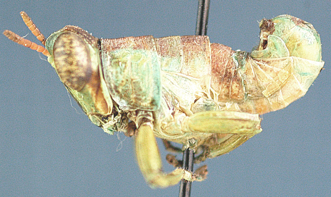 Lophothericles inhacae Descamps, 1977: male, lateral view. (Otu).