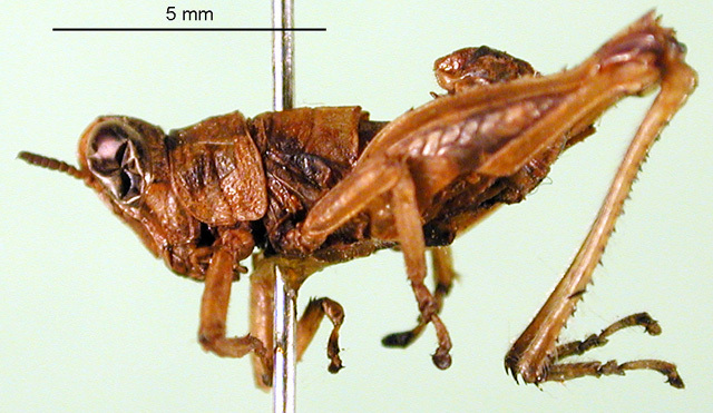 CollectionObject 1502374; a6e3c53e-0991-4115-af77-1c9455a55ba3: male, lateral view (syntype). (CollectionObject).