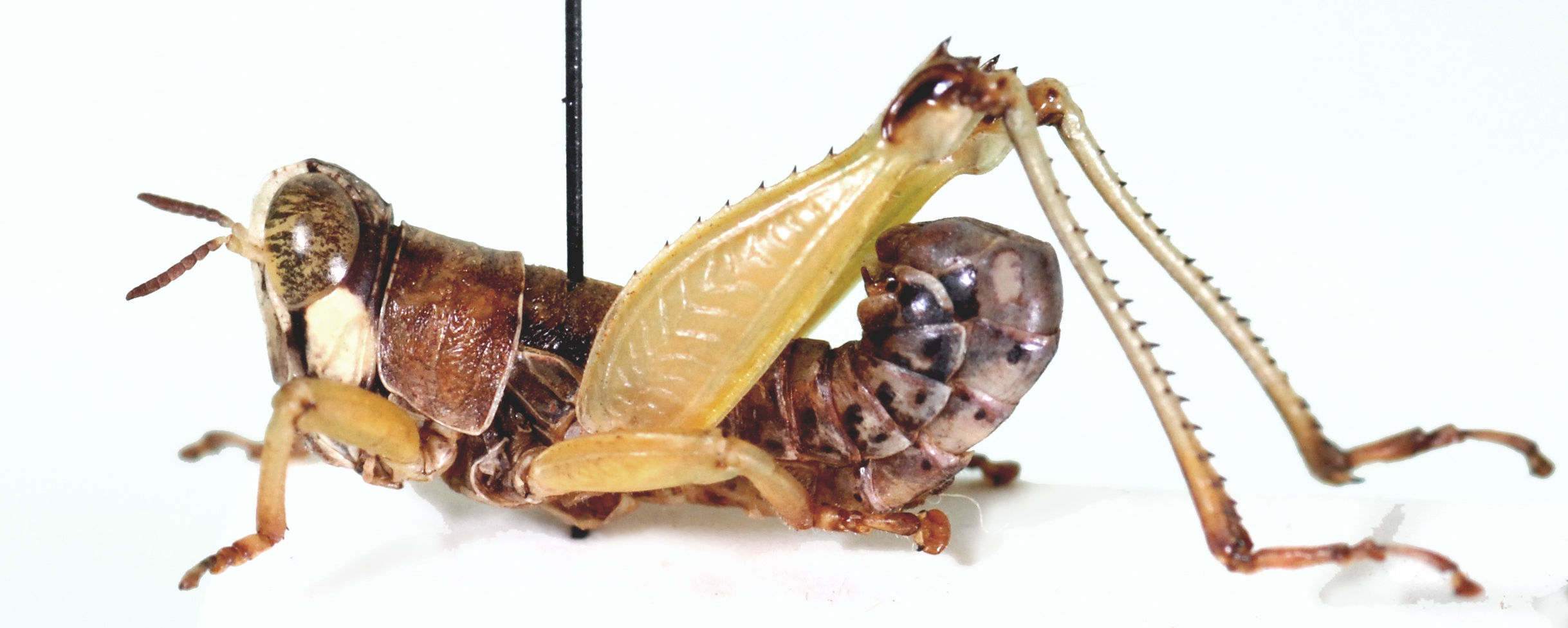 Lophothericles magnus Descamps, 1977: male, lateral view. (Otu).