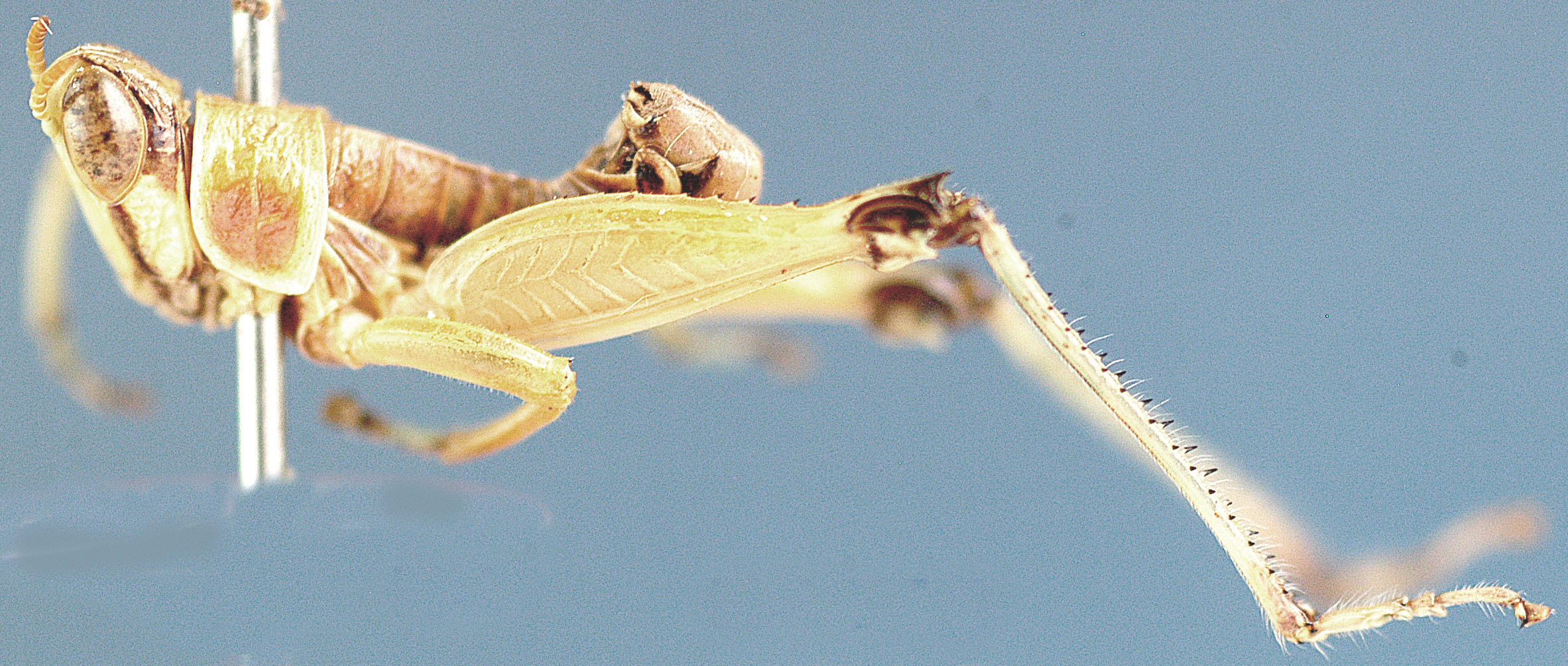 Lophothericles malawi Descamps, 1977: male, lateral view. (Otu).
