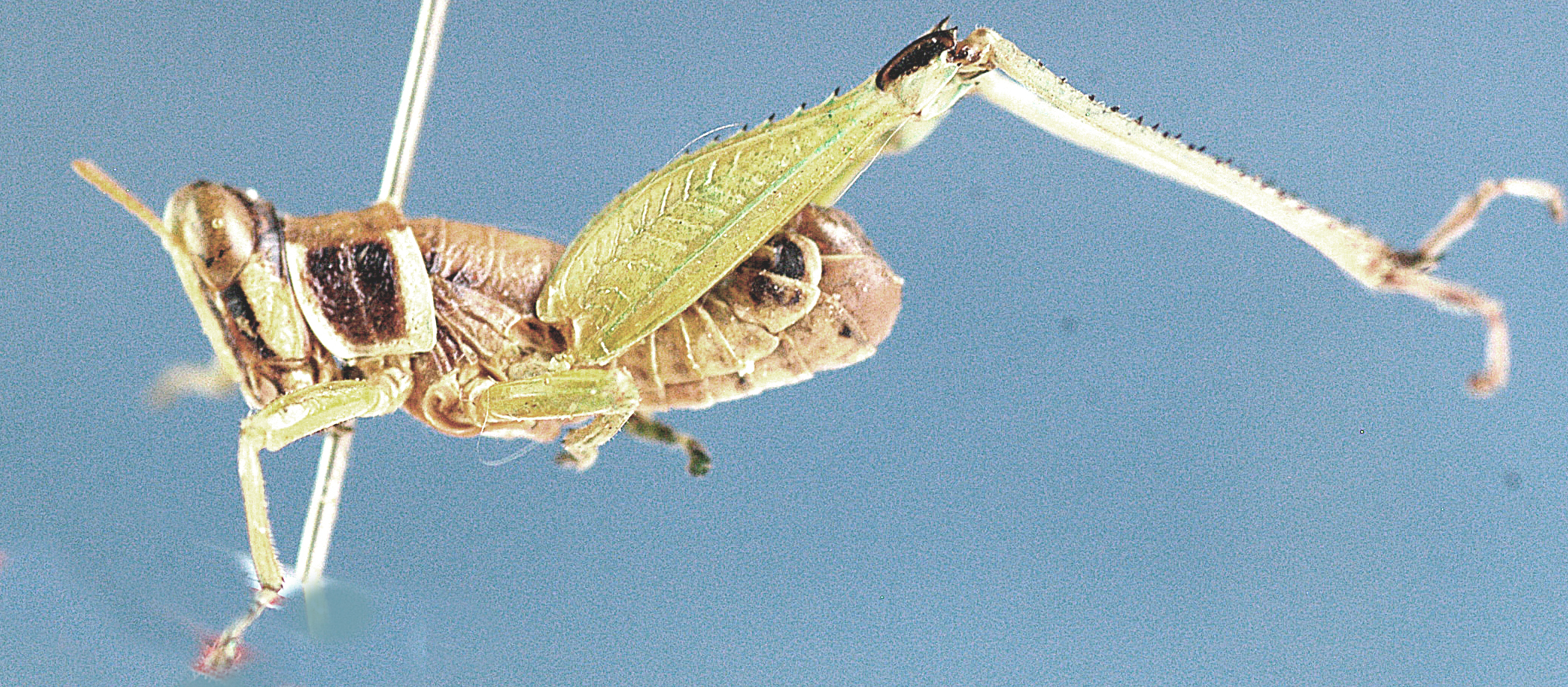 Lophothericles malosae Descamps, 1977: male, lateral view. (Otu).