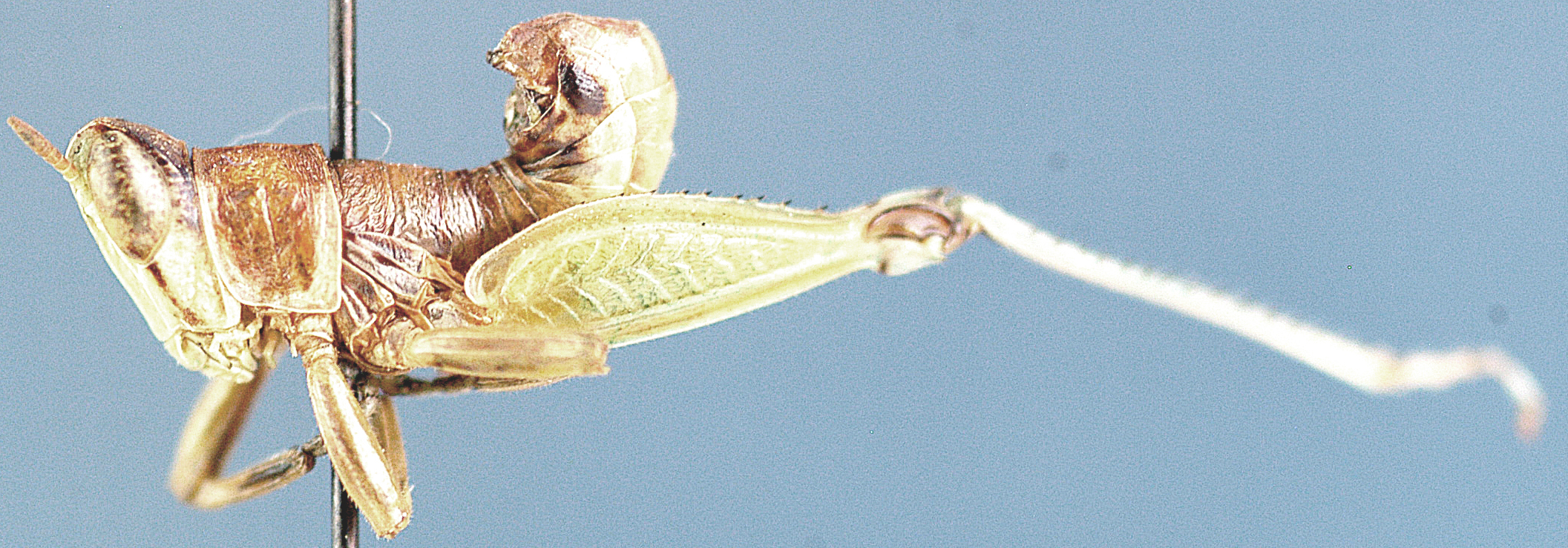 Lophothericles marginatus Descamps, 1977: male, lateral view. (Otu).