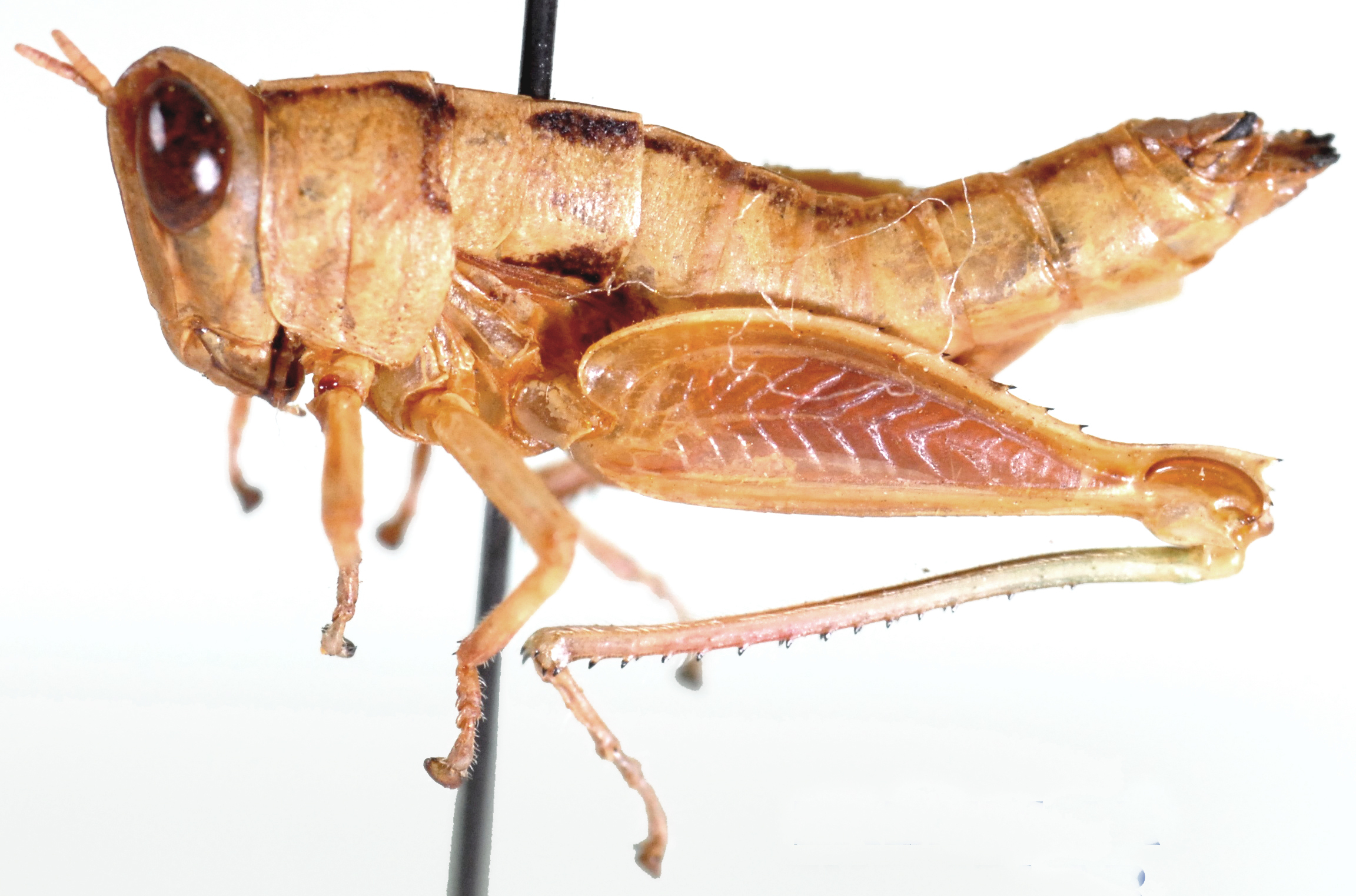 Lophothericles modestus Descamps, 1977: female, lateral view. (Otu).