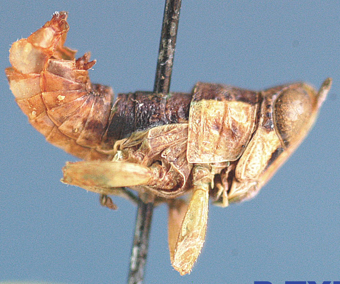 Lophothericles mucronatus Descamps, 1977: male, lateral view. (Otu).