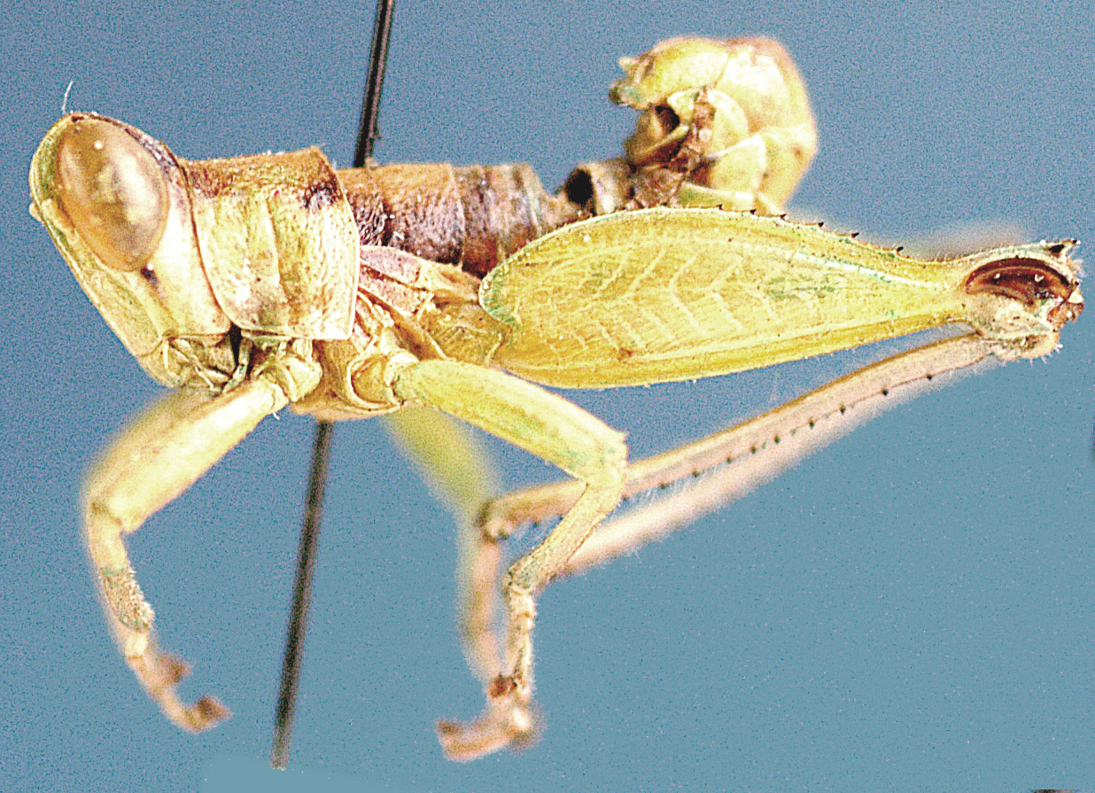 Lophothericles pallens Descamps, 1977: male,lateral view. (Otu).
