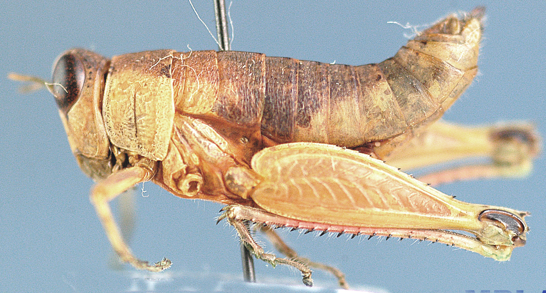 Lophothericles punctulatus (Karny, 1910): female, lateral view. (Otu).