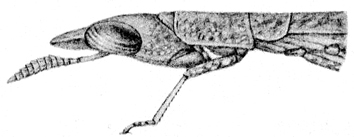 Geckomima gecko (Sjöstedt, 1920): Pl. 1, Fig. 6. male anterior portion of body (pronotum length 2 mm, antenna 3 mm). (Otu).