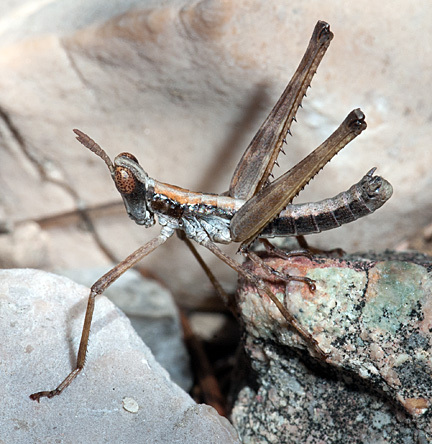Eumorsea balli Hebard, 1935: male (Sawmill Canyon, Fort Huachuca, Cochise County, Arizona, 3 August 2010). (Otu).
