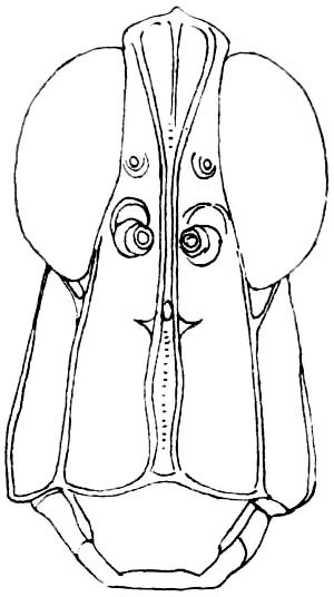 Eumorsea pinaleno Rehn & Grant, 1959: Fig. 274. male, head, facial view. (Otu).